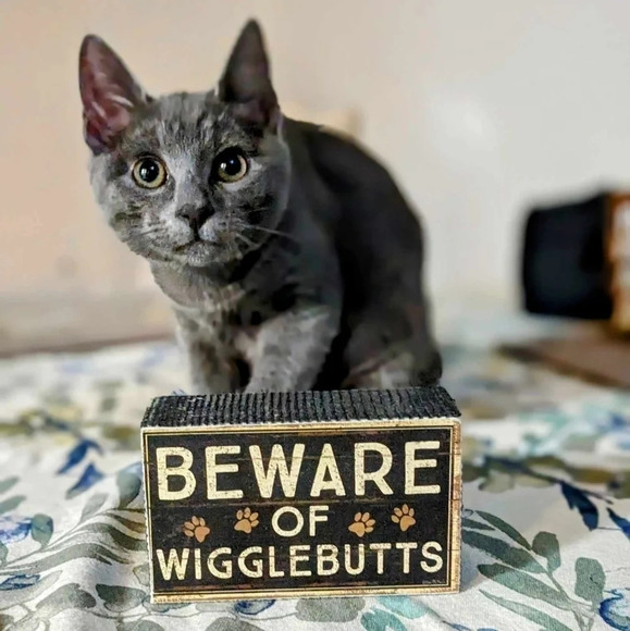 "cats are like chocolate" wooden sign, Wall decor, picture, feline - Picture 4 of 4